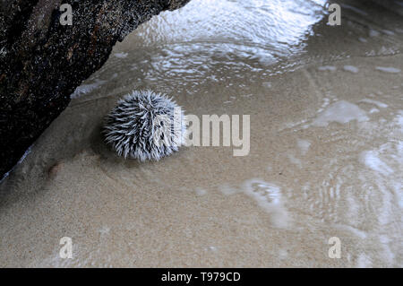 Port Antonio, Jamaïque, Portland - 17 juin 2017 : Photo d'un beau sea urchin capturés à la célèbre plage Winifred près de Port Antonio, Jamaïque Banque D'Images