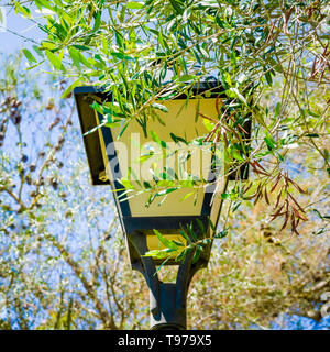 Un style décoratif, lanterne, lampe de rue situé dans un parc public est envahi par un auvent de feuilles d'un arbre à proximité. Banque D'Images