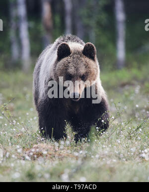 Magnifique ours brun photographié dans le finnidh taïga à la fin du printemps (style mat) Banque D'Images