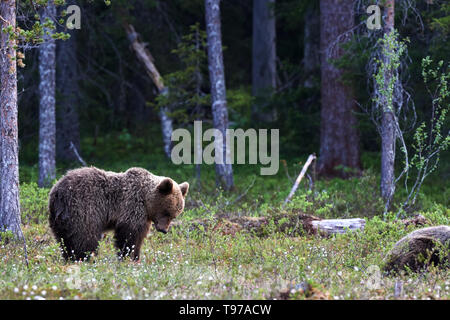 Magnifique ours brun photographié dans le finnidh taïga à la fin du printemps Banque D'Images