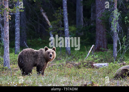Magnifique ours brun photographié dans le finnidh taïga à la fin du printemps Banque D'Images