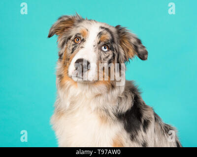 Portrait d'un joli chien berger australien aux yeux impairs sur fond bleu turquoise dans une image horizontale Banque D'Images