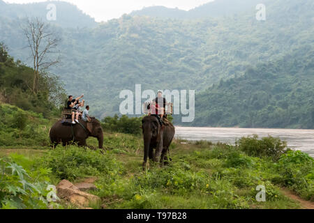 Groupe touristique à travers la jungle sur le dos d'éléphants. Le Laos. Luang Prabang. - 15 janvier 2019 Banque D'Images