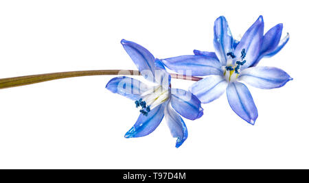 Blue bush de perce-neige en fleurs. Isolated on white Banque D'Images