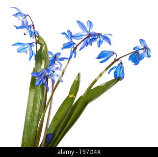 Blue bush de perce-neige en fleurs. Isolated on white Banque D'Images