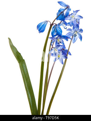 Blue bush de perce-neige en fleurs. Isolated on white Banque D'Images