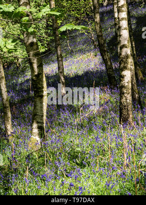 Délice de printemps coloré dans Flakebridge avec jacinthes des bois près de Appleby dans Cumbria Banque D'Images