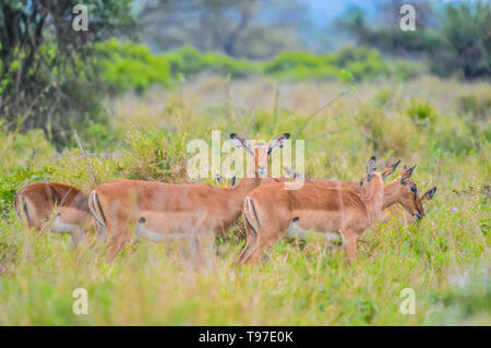 Un groupe d'Imapala ou deer posant dans une réserve naturelle Banque D'Images