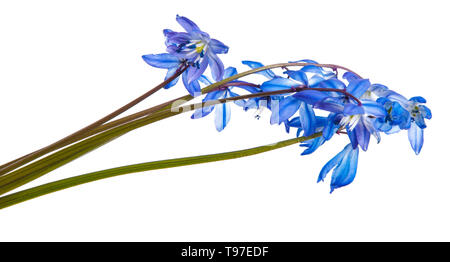 Blue bush de perce-neige en fleurs. Isolated on white Banque D'Images