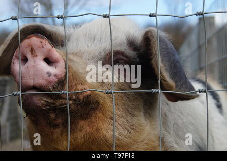 Sale cochon laineux derrière une clôture. Banque D'Images