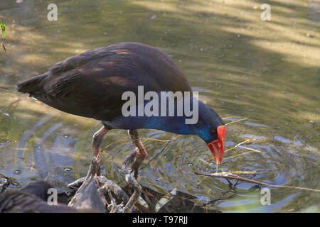 Gallinule Gallinula galeata sur l'eau de marécage, Perth, Australie-Occidentale, Australie. Banque D'Images