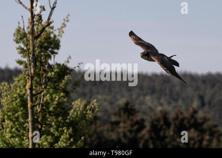 Un homme chasse Hawk à Spangdahlem Air Base, Allemagne, le 14 mai 2019. Les faucons, et autres oiseaux de proie, sont formés pour éliminer les petits oiseaux et les parasites qui peuvent se prendre dans les prises d'aéronefs et de causer des dommages. (U.S. Air Force photo par un membre de la 1re classe Valerie Seelye) Banque D'Images