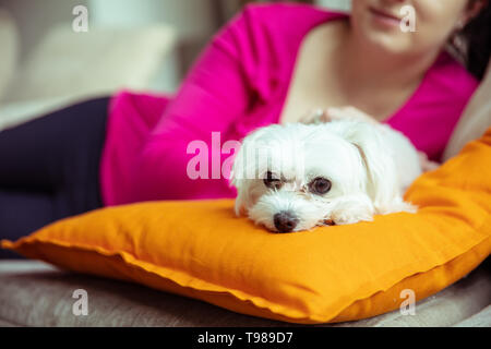 Petit chien maltais blanc est allongé sur la femme orange oreiller avec en arrière-plan. Banque D'Images