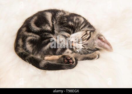 Cute kitten tabby dormir recroquevillé sur une fourrure blanche vu à partir d'un angle élevé Banque D'Images