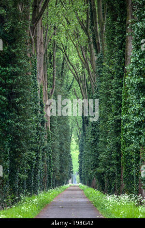 Route forestière étroite avec de grands arbres feuillus vert avec des lignes épaisses autour. Banque D'Images