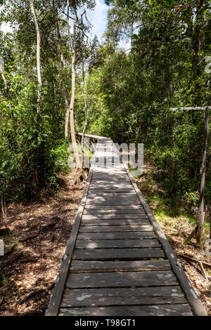 En bois ensoleillée sentier dans la jungle sur le chemin au Camp Leakey, la plus célèbre station d'alimentation pour les orangs-outans dans Parc national de Tanjung Puting, Kumai, Banque D'Images