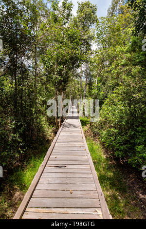 En bois ensoleillée sentier dans la jungle sur le chemin au Camp Leakey, la plus célèbre station d'alimentation pour les orangs-outans dans Parc national de Tanjung Puting, Kumai, Banque D'Images