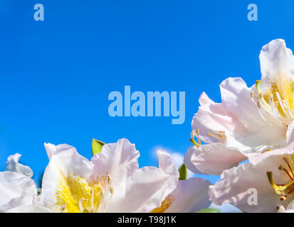 De belles fleurs de Rhododendron 'Cunningham's White' sur le fond bleu du ciel Banque D'Images