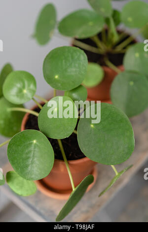 Pilea peperomioides. L'argent chinois ou de l'usine usine de crêpes. Les jeunes Pilea dans brown pot en céramique sur table en bois sur un arrière-plan gris. Cadre branché Banque D'Images