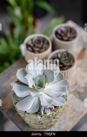 Collection de plantes succulentes dans l'élégant quartier de pots de céramique sur la table en bois. Home intérieur minimaliste avec composition de cactus et plantes grasses . Élégant Banque D'Images