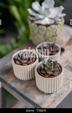 Collection de plantes succulentes dans l'élégant quartier de pots de céramique sur la table en bois. Home intérieur minimaliste avec composition de cactus et plantes grasses . Élégant Banque D'Images