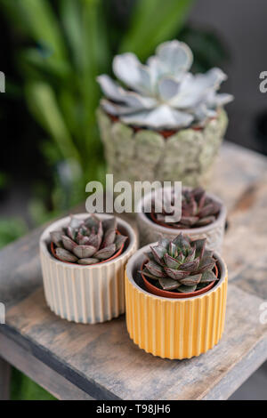 Collection de plantes succulentes dans l'élégant quartier de pots de céramique sur la table en bois. Home intérieur minimaliste avec composition de cactus et plantes grasses . Élégant Banque D'Images