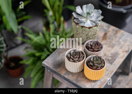 Collection de plantes succulentes dans l'élégant quartier de pots de céramique sur la table en bois. Home intérieur minimaliste avec composition de cactus et plantes grasses . Élégant Banque D'Images