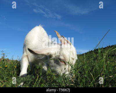Chèvre blanche sur un pâturage de montagne d'été pré. Kid chèvre sur un pâturage avec de l'herbe bien verte, pittoresque paysage rural avec les fleurs sauvages et ciel bleu Banque D'Images