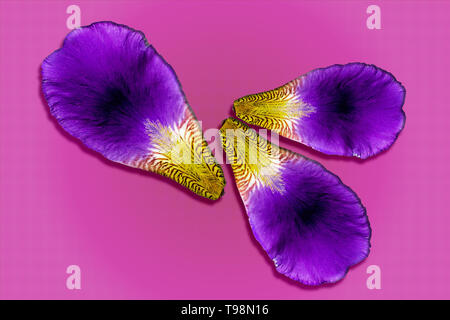 Pétales d'Iris sur fond de couleur. Violet et fleur violette modèle macro closeup Banque D'Images