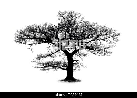 Silhouette d'arbre de chêne isolé sur fond blanc avec une belle branches courbées Banque D'Images