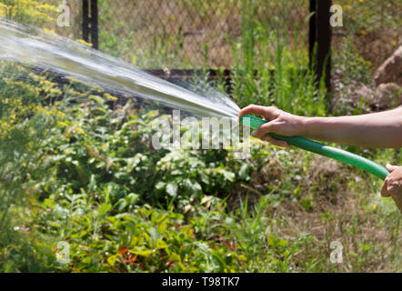 Un jeune homme irrigue un jardin de fleurs dans le jardin et est titulaire d'un vert d'eau flexible dans ses mains. Banque D'Images