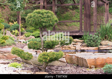 Beau jardin, bonsaï, des pins dans un jardin en pierre traditionnelle japonaise Banque D'Images