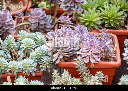 Close-up mini Plantes Succulentes dans un pot à la Serre Banque D'Images