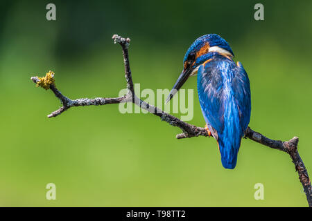 Kingfisher (Alcedo atthis) perché sur une branche Banque D'Images