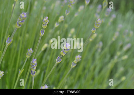 Les jeunes fleurs de lavande dans de jolis tons pastel. Fond de fleurs naturelles. Avis de bleu, violet fleurs fleurir dans un jardin sur la journée d'été. Libre Banque D'Images