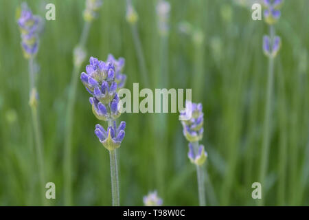 Les jeunes fleurs de lavande dans de jolis tons pastel. Fond de fleurs naturelles. Avis de bleu, violet fleurs fleurir dans un jardin sur la journée d'été. Libre Banque D'Images