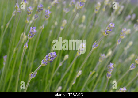 Les jeunes fleurs de lavande dans de jolis tons pastel. Fond de fleurs naturelles. Avis de bleu, violet fleurs fleurir dans un jardin sur la journée d'été. Libre Banque D'Images