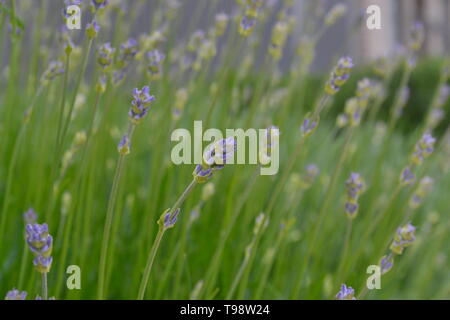Les jeunes fleurs de lavande dans de jolis tons pastel. Fond de fleurs naturelles. Avis de bleu, violet fleurs fleurir dans un jardin sur la journée d'été. Libre Banque D'Images