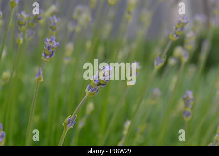 Les jeunes fleurs de lavande dans de jolis tons pastel. Fond de fleurs naturelles. Avis de bleu, violet fleurs fleurir dans un jardin sur la journée d'été. Libre Banque D'Images