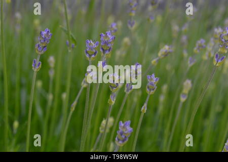 Les jeunes fleurs de lavande dans de jolis tons pastel. Fond de fleurs naturelles. Avis de bleu, violet fleurs fleurir dans un jardin sur la journée d'été. Libre Banque D'Images