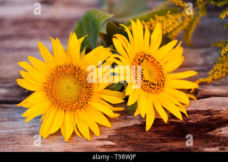 Un bouquet de fleurs de tournesol et sur la verge d'un fond en bois. Banque D'Images