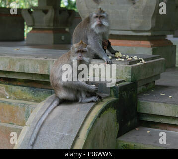 La famille de singe est assis sur l'étape du Monkey Forest, Ubud, Bali, Indonésie. Banque D'Images