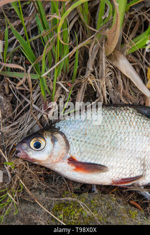 Vue rapprochée de la juste pris de l'eau blanche d'eau douce Poissons d'argent daurade ou Blicca bjoerkna connus comme sur l'herbe verte. Banque D'Images