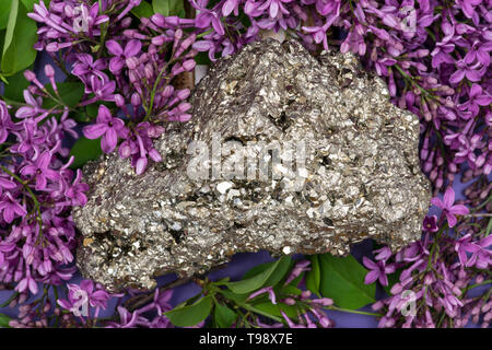 La pyrite naturel de spécimen de Cluster Pérou entouré de fleurs lilas pourpre. Banque D'Images