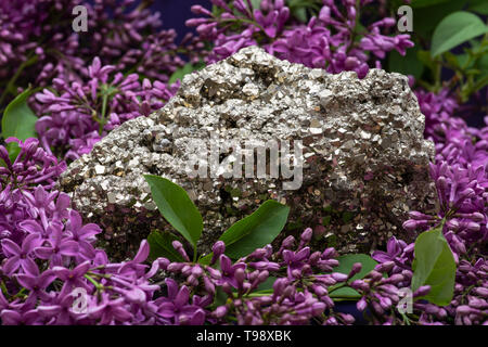 La pyrite naturel de spécimen de Cluster Pérou entouré de fleurs lilas pourpre. Banque D'Images