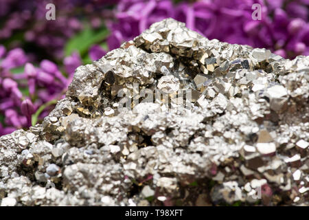 La pyrite naturel de spécimen de Cluster Pérou entouré de fleurs lilas pourpre. Banque D'Images