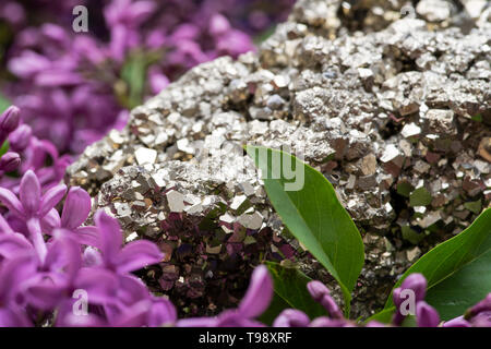 La pyrite naturel de spécimen de Cluster Pérou entouré de fleurs lilas pourpre. Banque D'Images