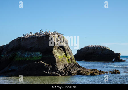 Fou de Bassan colonie à Cape Kidnappers en Hawkes Bay, près de Hastings sur l'Île du Nord, en Nouvelle-Zélande. Banque D'Images