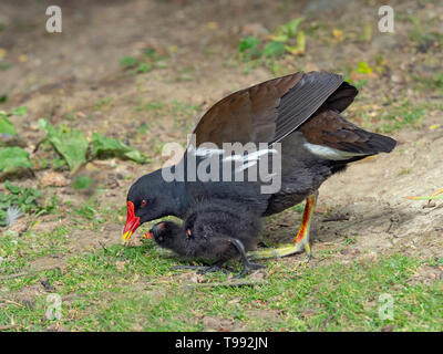 Gallinule poule-d'eau Gallinula chloropus nourrir petit poussin Banque D'Images