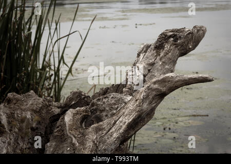 Vue depuis la rive gauche avec un arbre en bois sec de tomber dans l'eau Banque D'Images